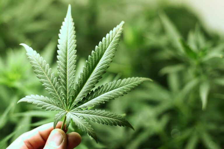 Adult-Use Regulations Regarding Marijuana